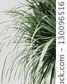 Photo taken by hand green tropical leafy plant floral botany neutral wall bg minimalist boho design 130096516