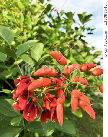 美國deigo在藍天上閃閃發光 美國deigo在藍天上閃閃發光 130096543