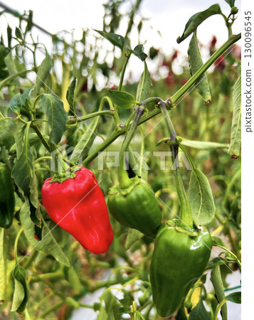 Red-colored bell peppers 130096545