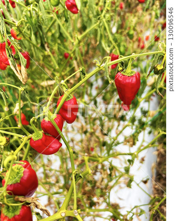 Bright red peppers 130096546