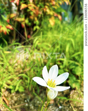 Pure white Tamasudare Pure white Tamasudare 130096556