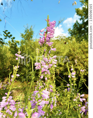 A long-haired tiger cat shines in the blue sky 130096565