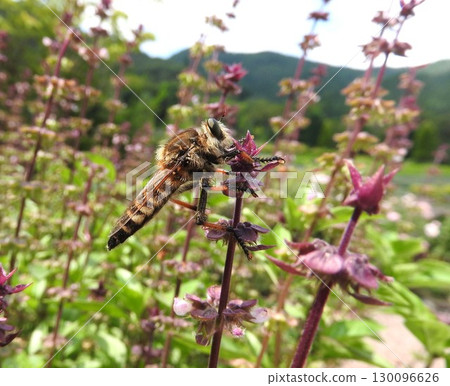 Carnivorous horsefly "Shioya fly" 130096626