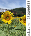 向日葵 130096633