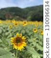 向日葵田 130096634