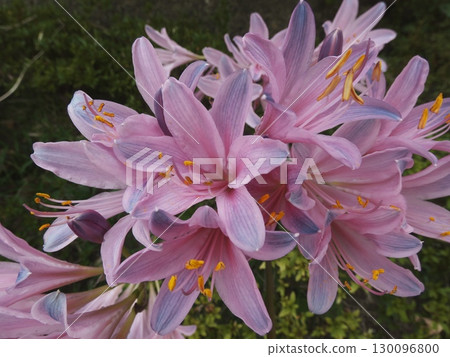 Flowers that brighten up the end of summer: Pale pink summer daffodils 130096800