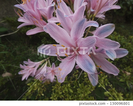 Flowers that signal the end of summer: Natsuzuinensis, a relative of the red spider lily 130096801