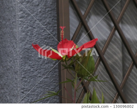 Red on a summer day: Beautiful blooming hibiscus flowers 130096802