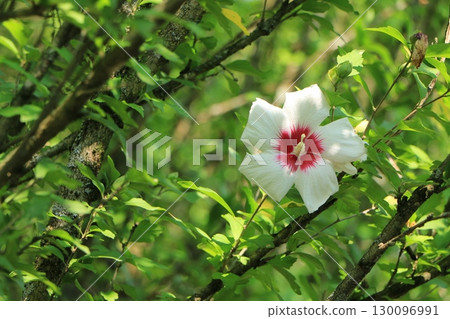 Rose of Sharon flowers among the green trees 130096991