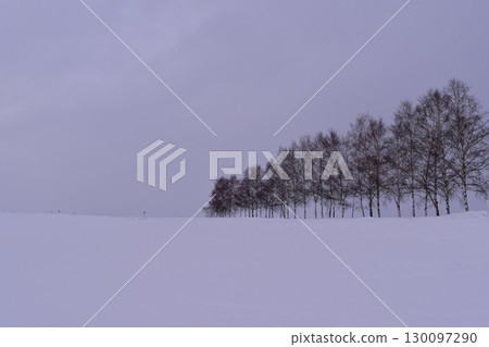 Rows of white birch trees and winter scenery Rows of white birch trees and winter scenery 130097290