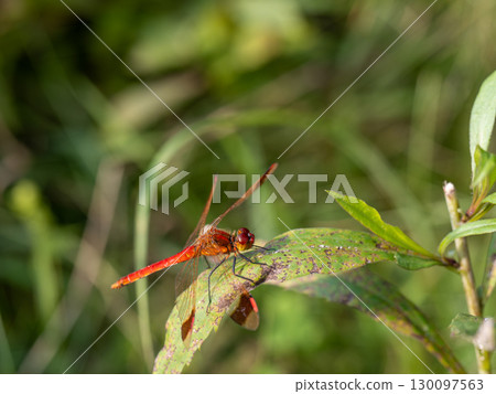 Miyama Macane 130097563