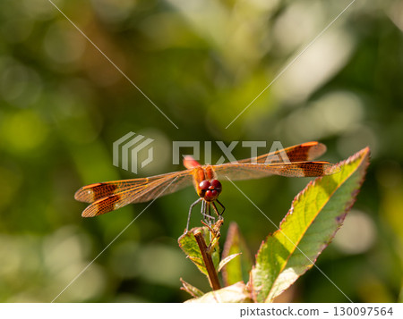 Miyama Macane Miyama Macane 130097564