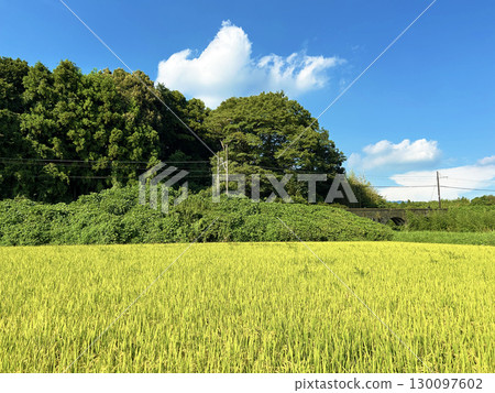 Golden countryside 130097602