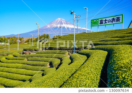 [Shizuoka Prefecture] Fuji Tea - Mt. Fuji over the winter tea fields 130097634