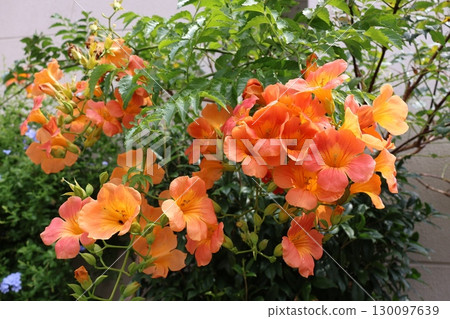 橙花凌霄花 130097639