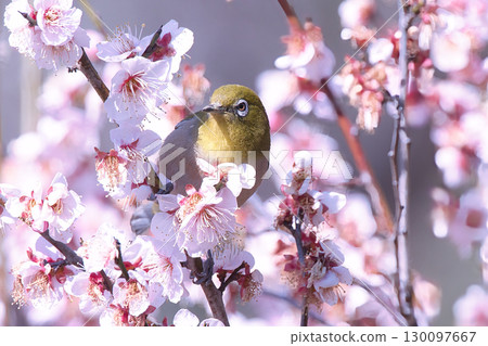 A Japanese white-eye perched on a branch of a plum tree in full bloom A Japanese white-eye perched on a branch of a plum tree in full bloom 130097667