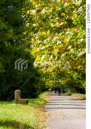 street on a sunny autumn morning. scenic urban nature scenery of uzhgorod. row of old chestnut trees along the walking path in morning light street on a sunny autumn morning. scenic urban nature scenery of uzhgorod. row of old chestnut trees along the walking path in morning light 130097900