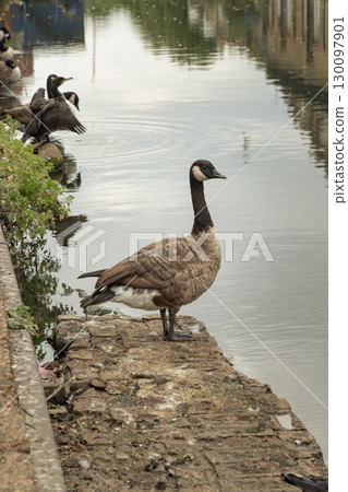 a Canada Goose  (Branta canadensis) standing on small mound in water. 130097901