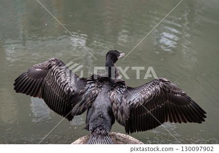 Little Cormorant (Microcarbo niger) also known as an Indian Cormorant or Water Crow with its wings outstretched to dry. 130097902