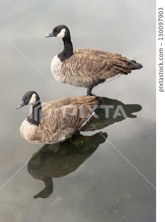 two Canada Geese (Branta canadensis) with prominently standing on small submerged mound creating a reflection on the water. 130097903