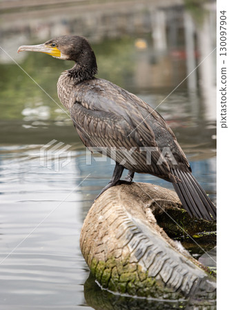 Little Cormorant (Microcarbo niger) also known as an Indian Cormorant or Water Crow is standing on an old tire partially submerged in water. Little Cormorant (Microcarbo niger) also known as an Indian Cormorant or Water Crow is standing on an old tire partially submerged in water. 130097904