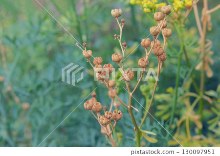 Ruta seeds grow in cottage garden in autumn. Aromatic Ruta graveolens grows in outdoors. Sunny day. Ruta seeds grow in cottage garden in autumn. Aromatic Ruta graveolens grows in outdoors. Sunny day. 130097951