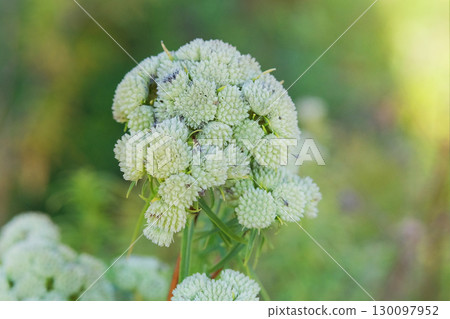 Pycnanthemum virginianum grows in autumn. Pycnanthemum virginianum is growing in cottage garden. Sunny day. Pycnanthemum virginianum grows in autumn. Pycnanthemum virginianum is growing in cottage garden. Sunny day. 130097952