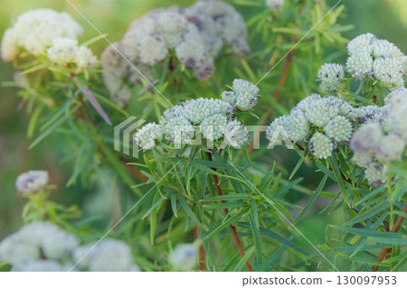 Plant with narrow green leaves on wiry stems. Pycnanthemum virginianum is growing in cottage garden. Sunny day. Plant with narrow green leaves on wiry stems. Pycnanthemum virginianum is growing in cottage garden. Sunny day. 130097953