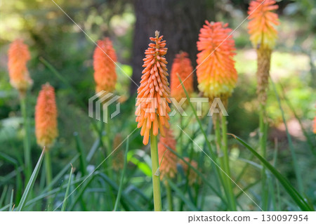 Brightly coloured flowers. Kniphofia uvaria is grown as garden plants. Cottage garden. Floral decoration. Sunny day. Brightly coloured flowers. Kniphofia uvaria is grown as garden plants. Cottage garden. Floral decoration. Sunny day. 130097954