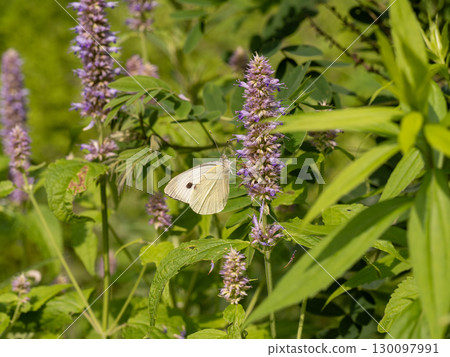 飛魚 飛魚 130097991