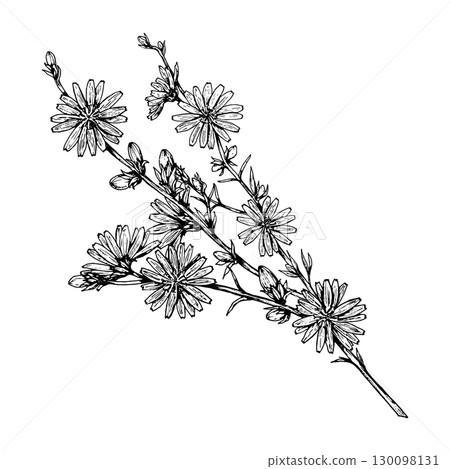 Vector illustration of chicory flowers, hand drawn in black and white with fine linework. Delicate herbal plant branch, perfect for botanical themes, herbal packaging, and vintage-style prints. 130098131