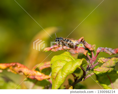 Black hornet 130098214