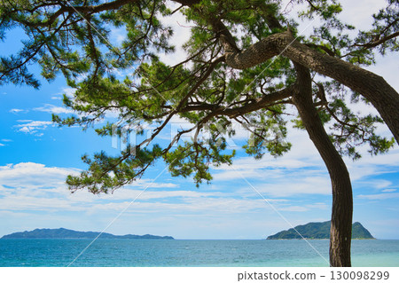 Ocean view with pine trees and two islands 130098299