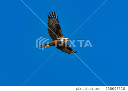 The migratory bird of prey, the Marsh Harrier, can be found on the winter grasslands and in Hokkaido, where it is a hunter of the waterside. The migratory bird of prey, the Marsh Harrier, can be found on the winter grasslands and in Hokkaido, where it is a hunter of the waterside. 130098328