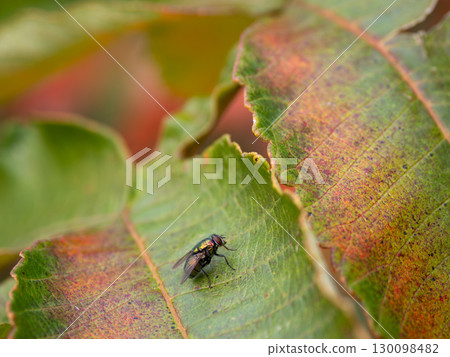 Fly fly Fly fly 130098482