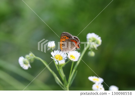一隻紅翅蝴蝶在秋日田野中從盛開的銀蓮花白花中吸食花蜜 一隻紅翅蝴蝶在秋日田野中從盛開的銀蓮花白花中吸食花蜜 130098558
