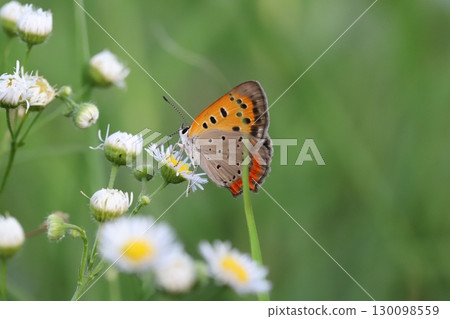 A red-winged butterfly sucking nectar from the white flowers of anemone blooming in an autumn field 130098559