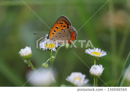 A red-winged butterfly sucking nectar from the white flowers of anemone blooming in an autumn field 130098560
