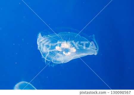 Moon jellyfish 130098567