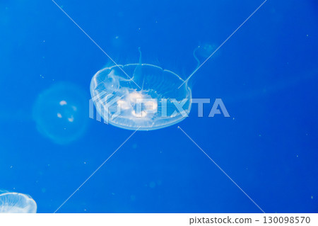 Moon jellyfish 130098570