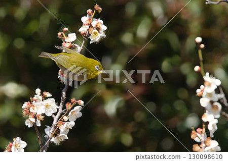 Mejiro吮吸梅花的蜂蜜 Mejiro吮吸梅花的蜂蜜 130098610