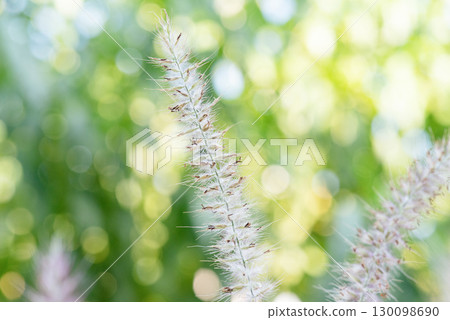 Spike of ornamental grass Pennisetum foxtail against a background of blurred greenery. Spike of ornamental grass Pennisetum foxtail against a background of blurred greenery. 130098690