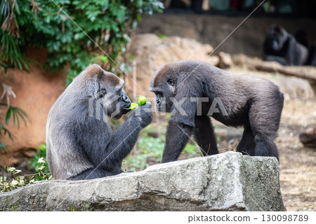 友善的大猩猩父母和孩子分享水果 130098789