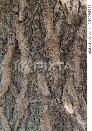松樹垂直皺皮的特寫 130098981