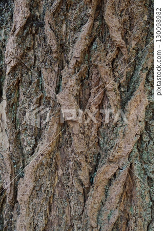 刺槐樹垂直皺皮的特寫 130098982