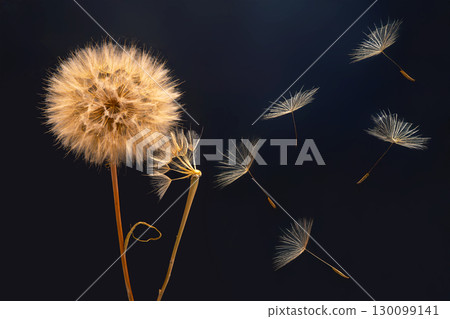 dandelion seeds fly from a flower on a dark blue background. botany and bloom growth propagation. dandelion seeds fly from a flower on a dark blue background. botany and bloom growth propagation. 130099141