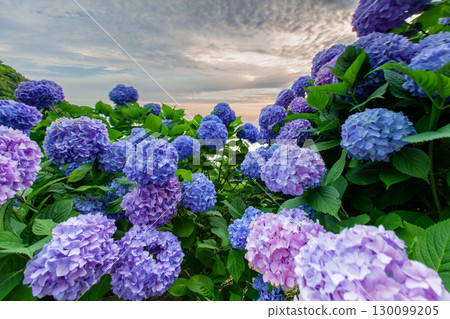 Shiudeyama, one of the most famous hydrangea spots in Kagawa prefecture Shiudeyama, one of the most famous hydrangea spots in Kagawa prefecture 130099205
