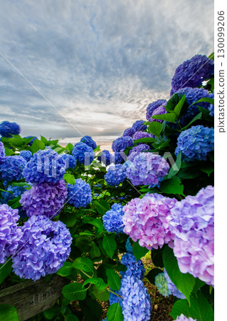 Shiudeyama,香川縣最著名的繡球花景點之一 Shiudeyama,香川縣最著名的繡球花景點之一 130099206
