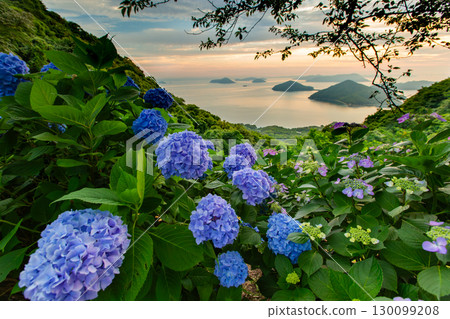 Shiudeyama, one of the most famous hydrangea spots in Kagawa prefecture 130099208