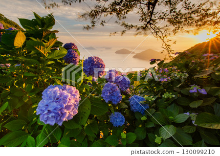 Shiudeyama, one of the most famous hydrangea spots in Kagawa prefecture Shiudeyama, one of the most famous hydrangea spots in Kagawa prefecture 130099210